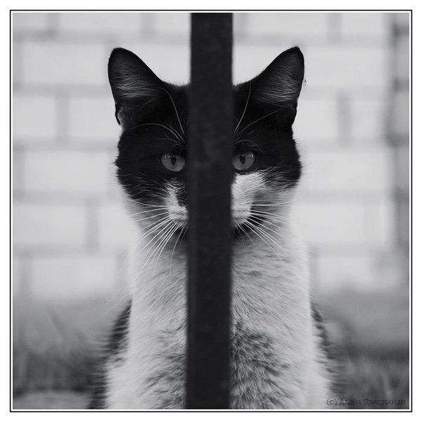 Как поделить кота при разводе?