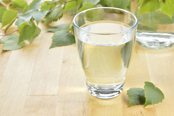 Берёзовый сок: Когда, где и как правильно собирать. Польза и вред.Сок нашего детства