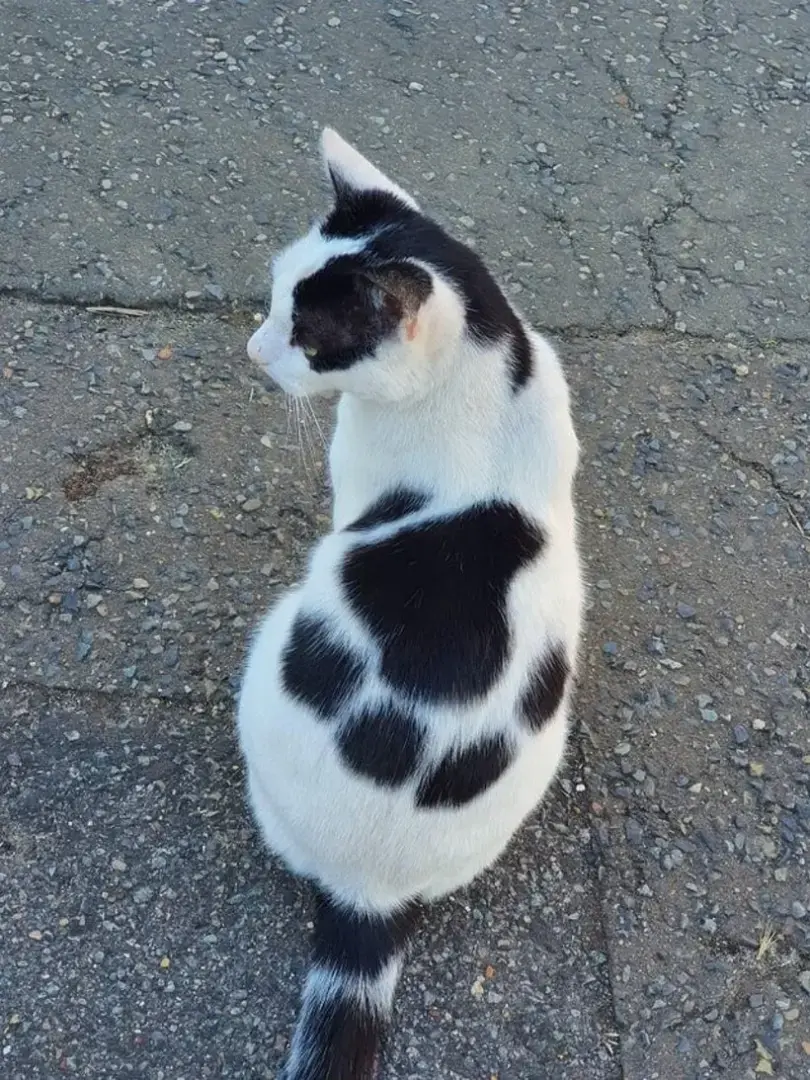 7 животных с изюминками во внешности