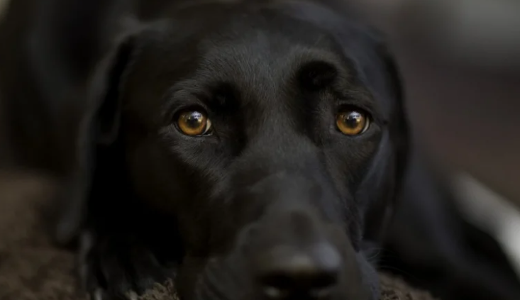 Мать рыдала, когда поняла причину, по которой собака кинулась в сторону ребенка