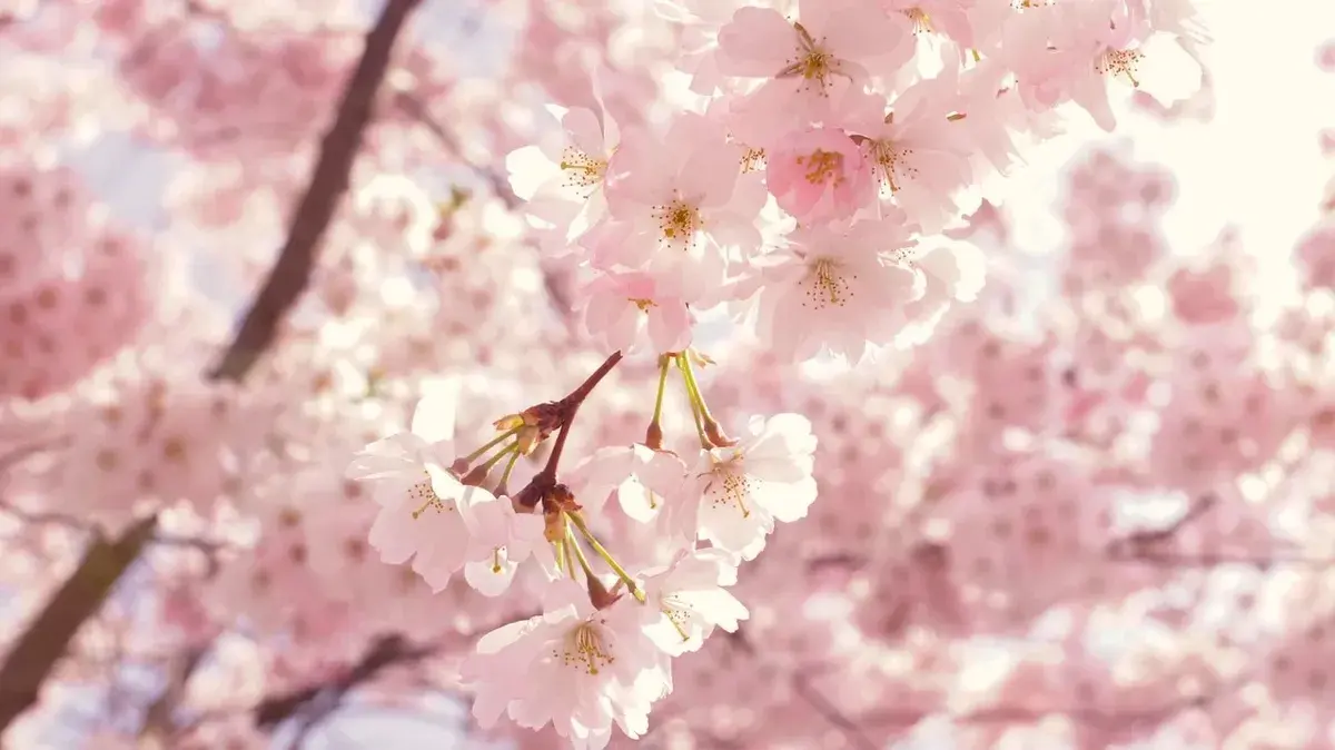 Прогноз погоды на майские праздники 2022 для всей России: жители Москвы и Петербурга замерзнут, а в Сибири ожидается июльская жара в мае 2022