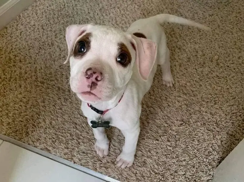 7 животных с изюминками во внешности