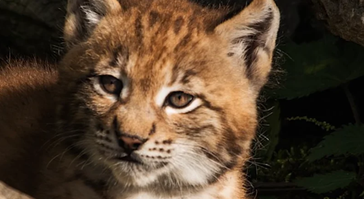 Оплакивая свою маму, рысенок уже не надеялся на спасение