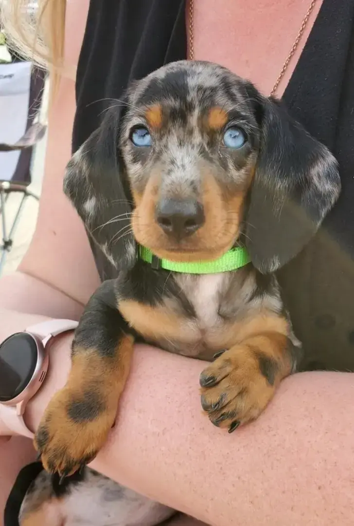 7 животных с изюминками во внешности