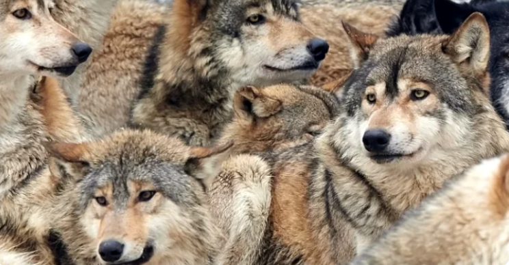 Старушка спасла и приютила у себя в сарае стаю волков