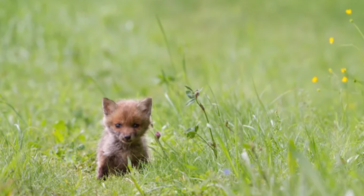 В стоге сена лежала бездыханная лиса, а под ней маленький лисёнок