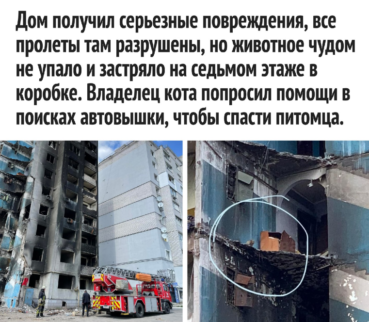 Спецоперация России на Украине: фоторепортаж разрушений из Бородянки и удачного спасения персидского кота, застрявшей на 7-м этаже