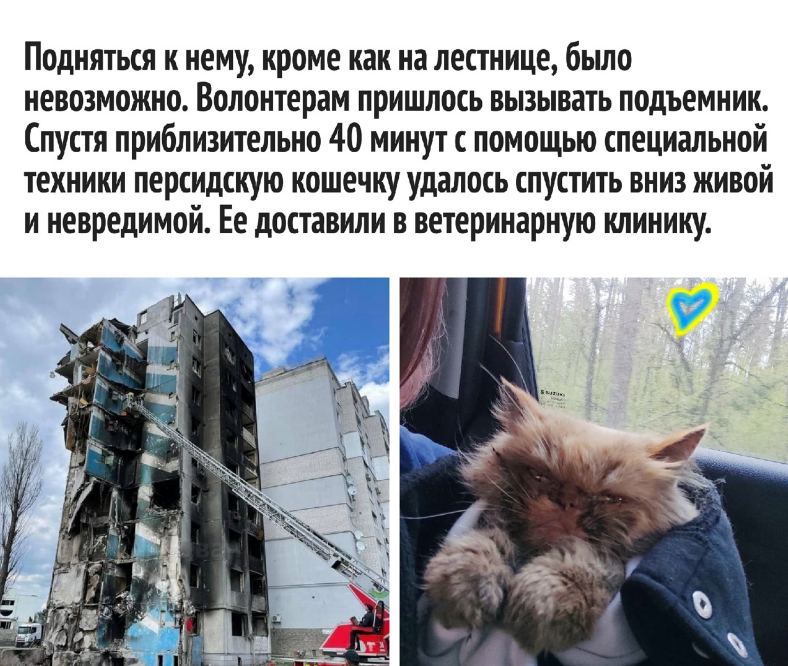 Спецоперация России на Украине: фоторепортаж разрушений из Бородянки и удачного спасения персидского кота, застрявшей на 7-м этаже