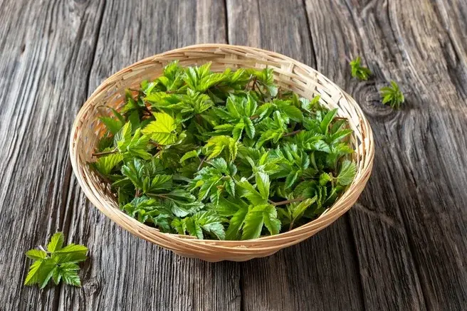 Сныть-необыкновенно полезное растение. Сныть-полоть нельзя, оставить. Рецепт витаминного салата со снытью. 