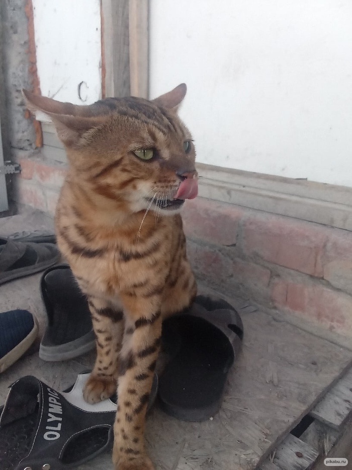 Подарили котенка, вырос красавец 