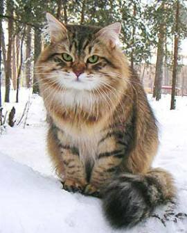 *******Кошка"""""