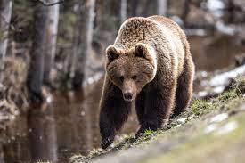 Названия животных