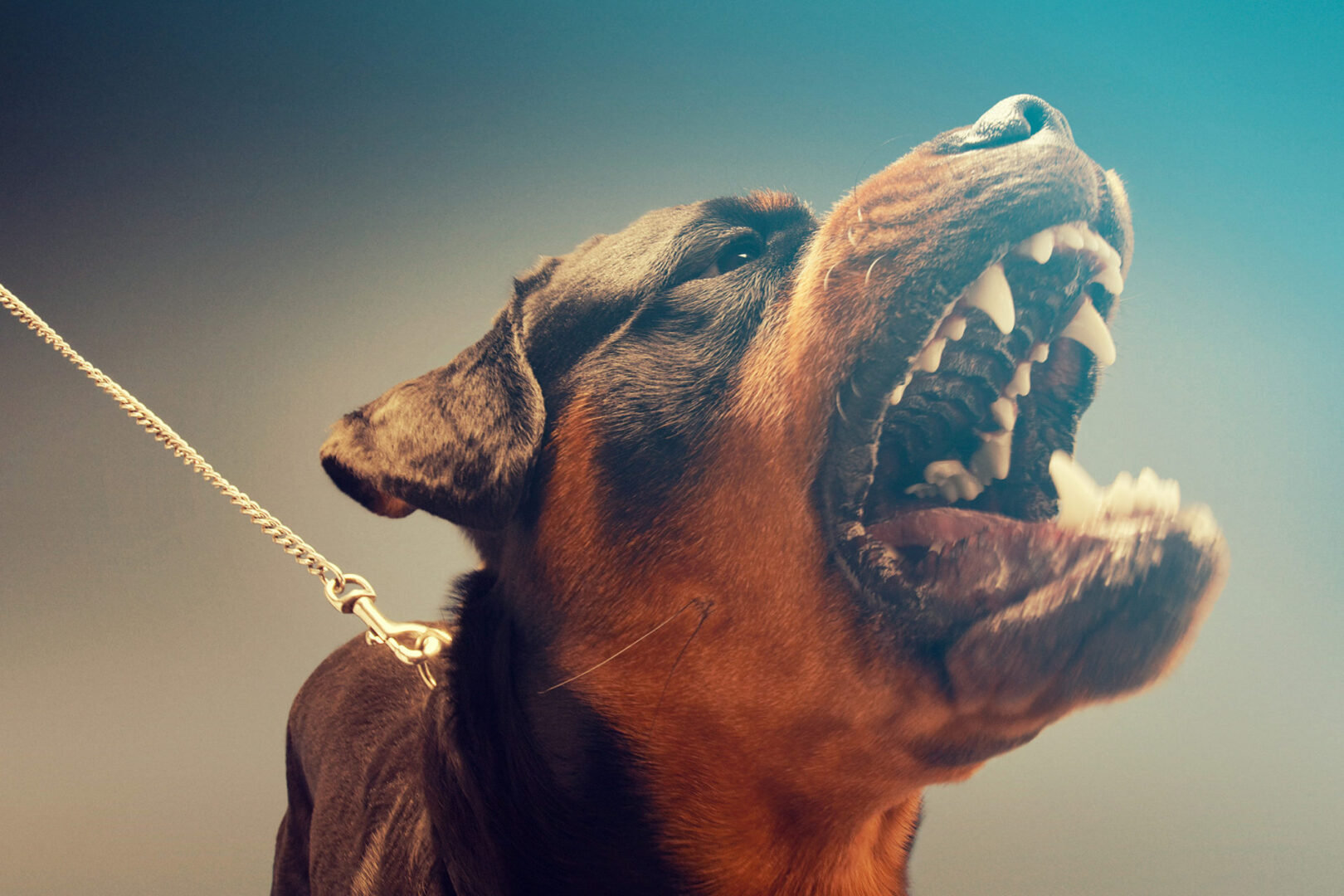 Потерпевшей от укуса собаки присудили компенсацию морального вреда в сумме 100 000 рублей