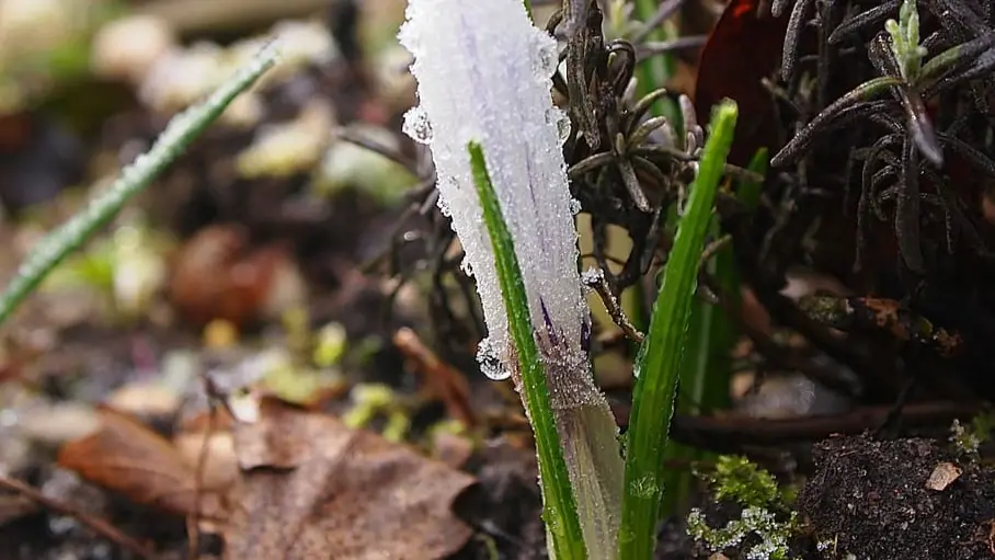 Заморозки до минус шести градусов идут в Центральную России: аномально холодно будет в нескольких регионах, в том числе Подмосковье и Ростовской обл