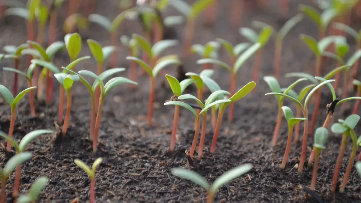 Лунный календарь посадки рассады на май 2022 года: что посадить с 4 по 25 мая