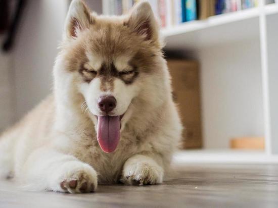 4 мая 2022 год - День собачьего счастья