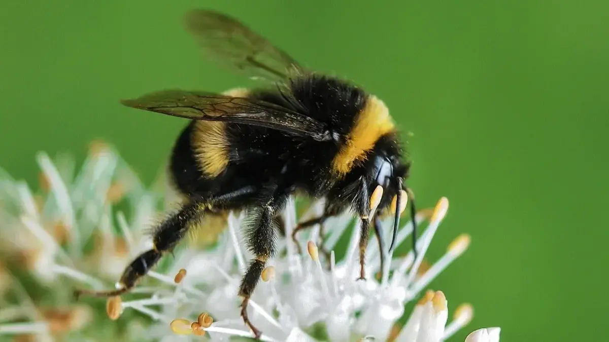 В какие дни мая, июня 2022 можно ходить на кладбище и работать на огороде, согласно церковным праздникам – даты запретов