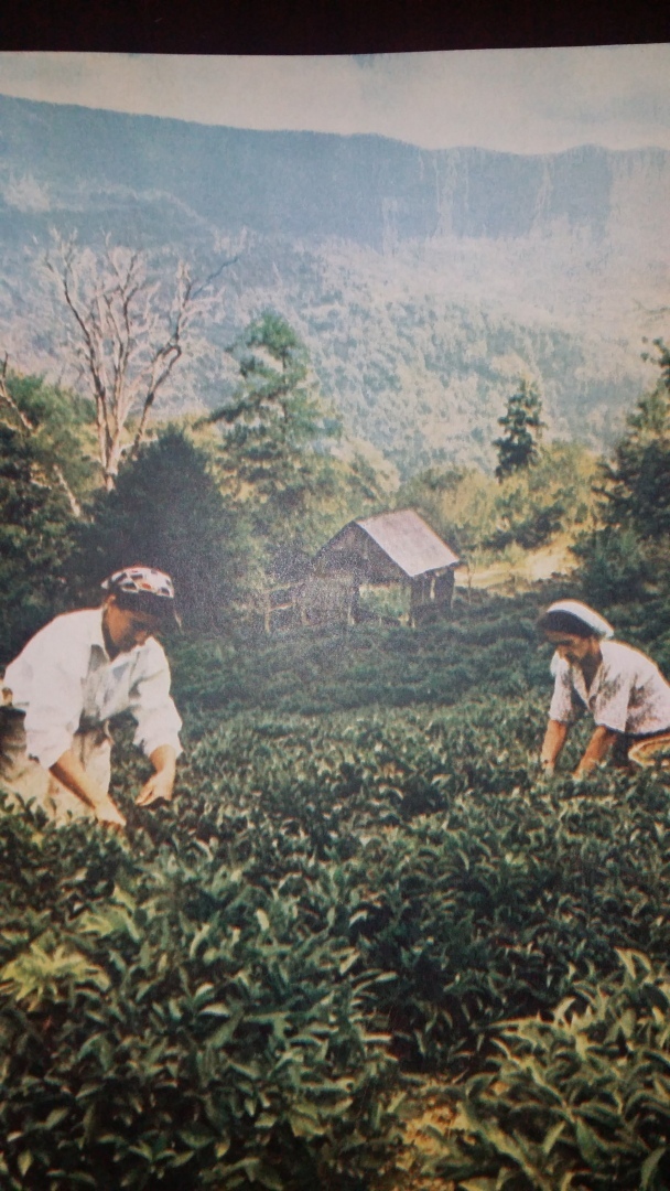 Кубань, 1966 год, старые фото. Для кого-то волнительно, а для кого – интересно. Летающая "галоша" опрыскивает сады!