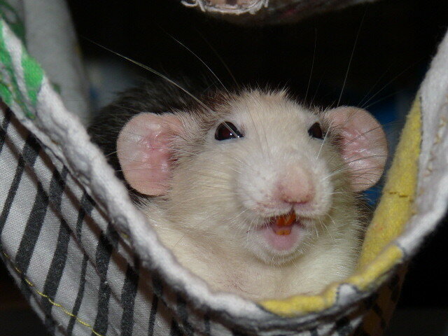 А почему Сорос до сих пор жив?