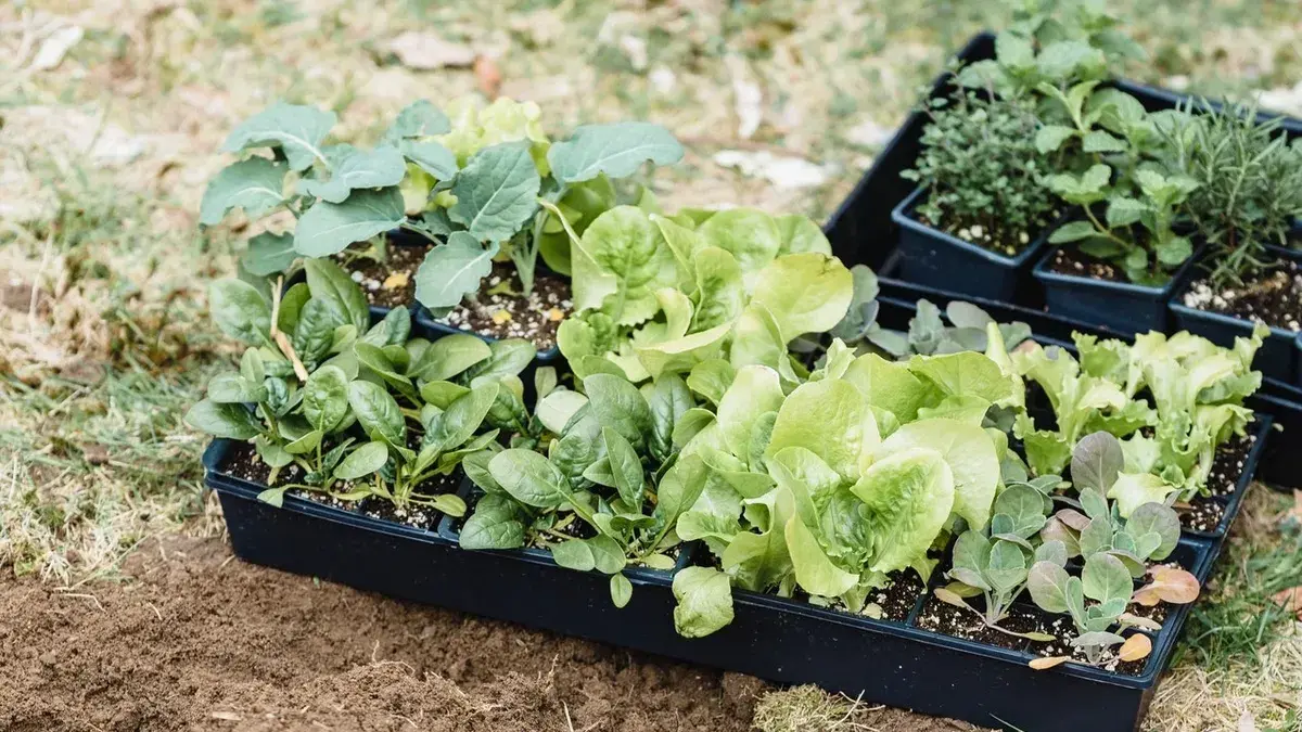 Лунный календарь посева и высадки различных культур в мае 2022 года Благоприятные дни для разных культур в мае 2022