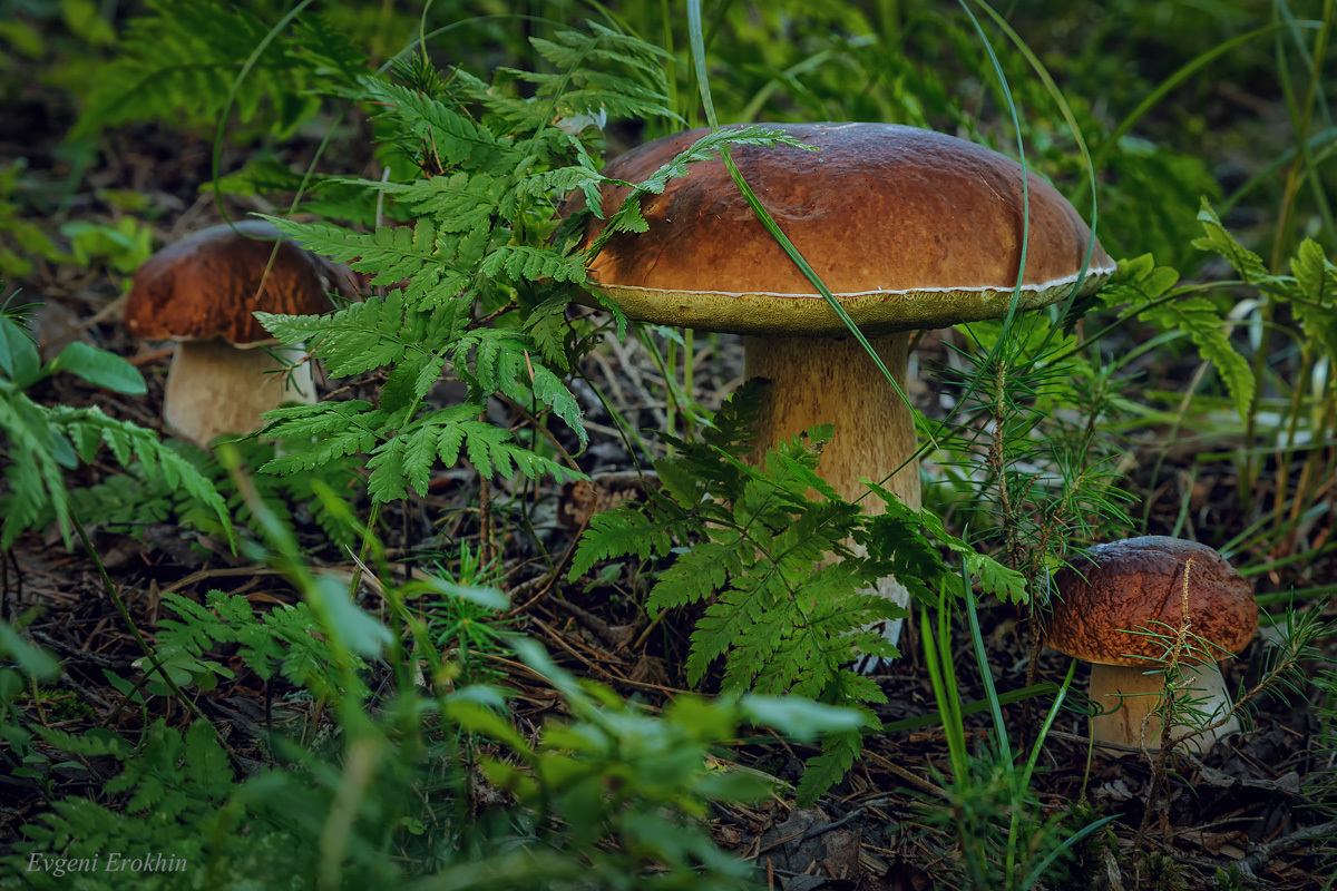 Кто любит собирать грибы?