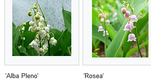 Ландыш майский