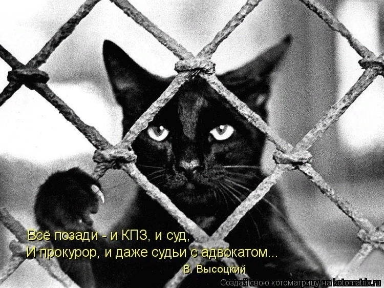 Юристы и коты