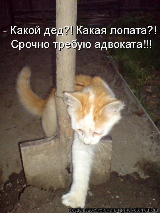 Юристы и коты