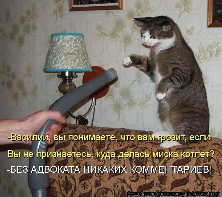 Юристы и коты
