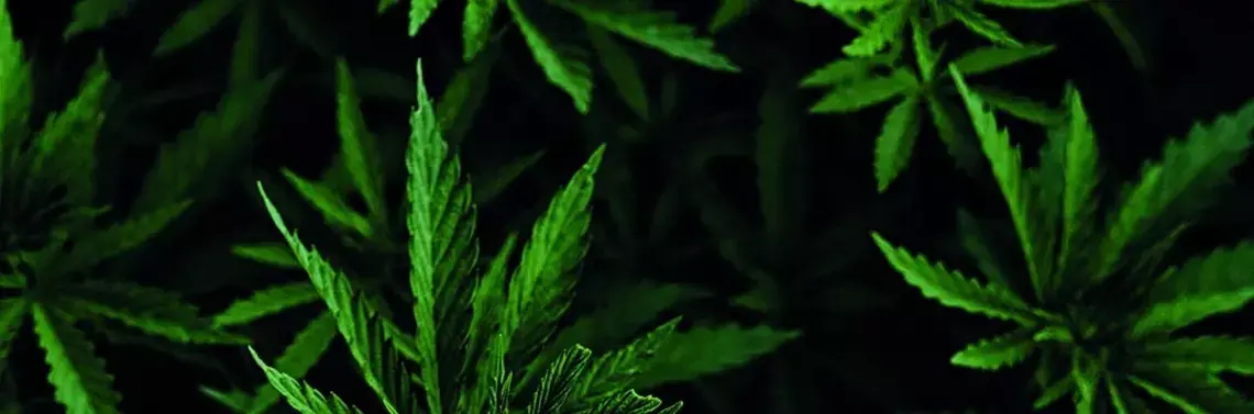 Лекарственная марихуана - факты и мифы