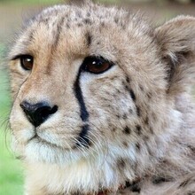 Наталья, г. Сыктывкар