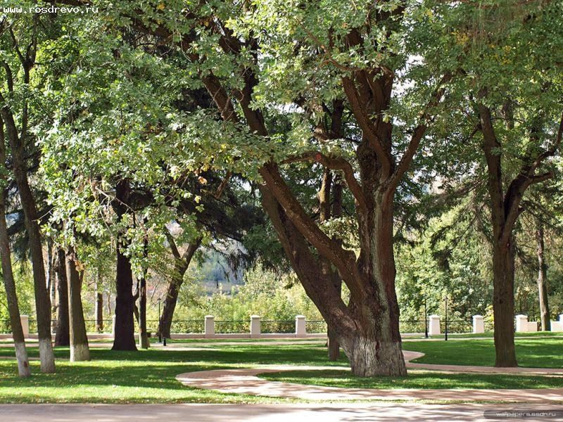 Дуб "Калужский исполин" из областного центра борется за звание «РОССИЙСКОЕ ДЕРЕВО ГОДА»