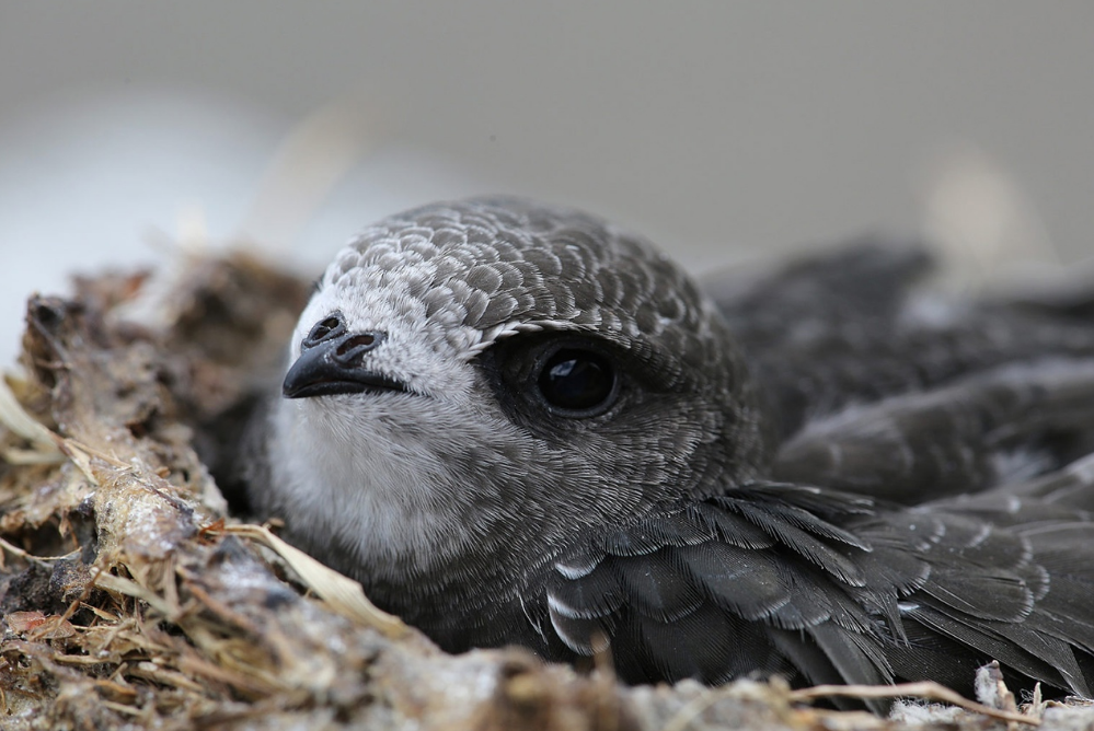 С возращением, перелётные птицы! В столицу Сибири с зимовья вернулись чёрные стрижи: где зимовали птицы и почему стрижи прилетели раньше срока?