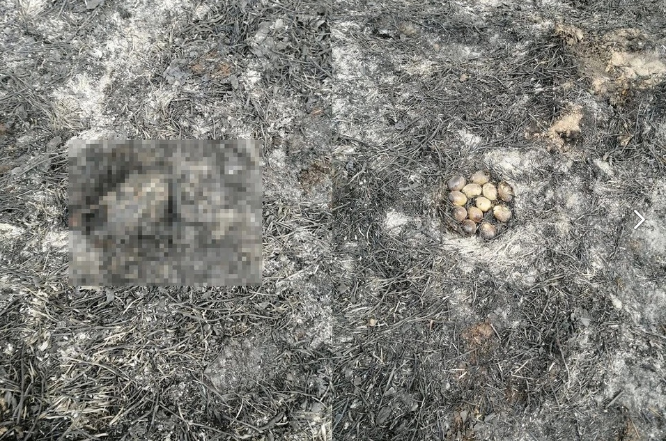 Настоящая материнская преданность утки-наседки: что случилось с птицей и почему история матери-утки закончилась печально?