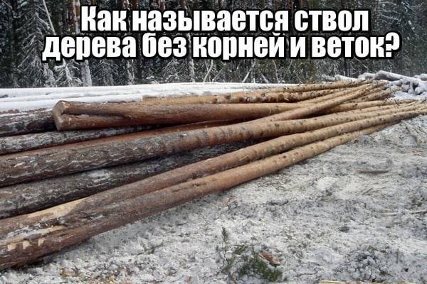 Как называется ствол дерева без корней и веток?
