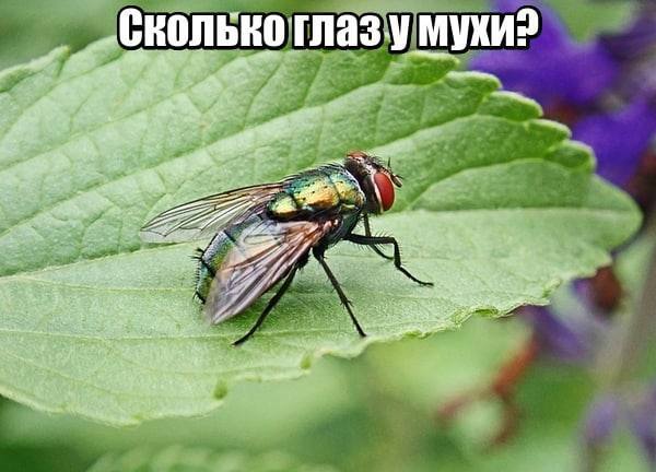 Сколько глаз у мухи?