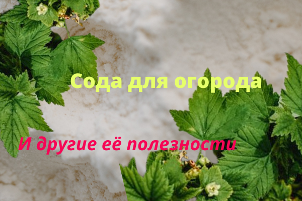 Сода для огорода и другие её полезности. Как использовать пищевую соду на даче. Можно ли использовать соду в саду и огороде.