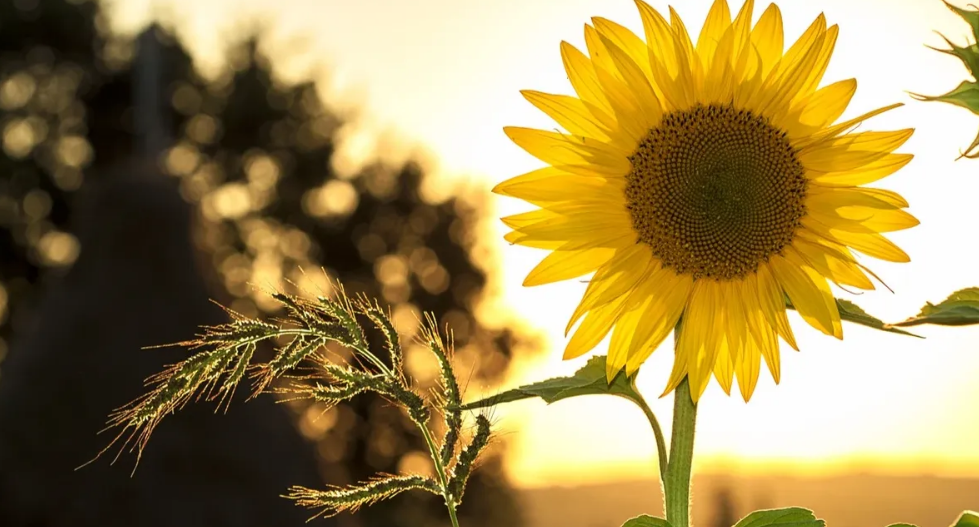 Сколько дней отдыхают россияне на День России 12 июня 2022 года