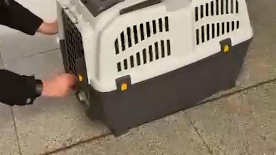 Пассажирке «Аэрофлота» отдали мертвую собаку