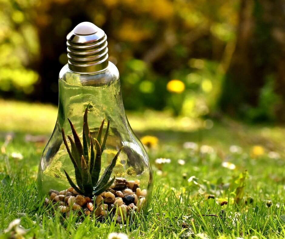 Энергетика домашних растений