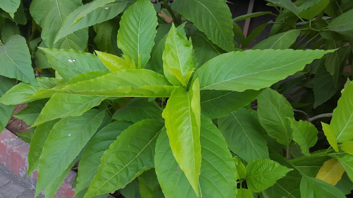 Энергетика домашних растений