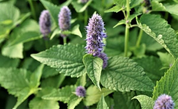 Лучшие рецепты из мяты перечной: домашний чай, отвар, масло, сироп и уксус