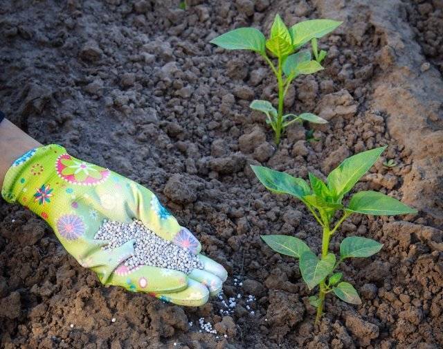 Болгарский перец - высадка в грунт, подкормка, уход в мае 2022 года. Посадка перца по лунному календарю, народные средства 