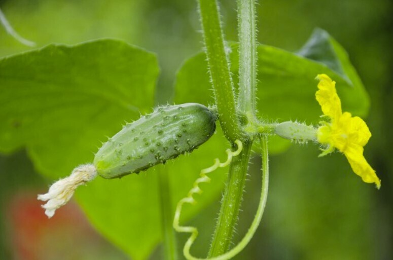 Простой раствор для отличного роста и развития огурцов