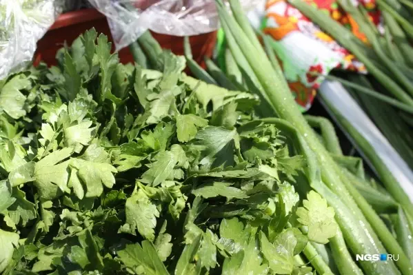 Базилик, петрушка, укроп, сельдерей и шпинат: Секреты посадки и выращивания.