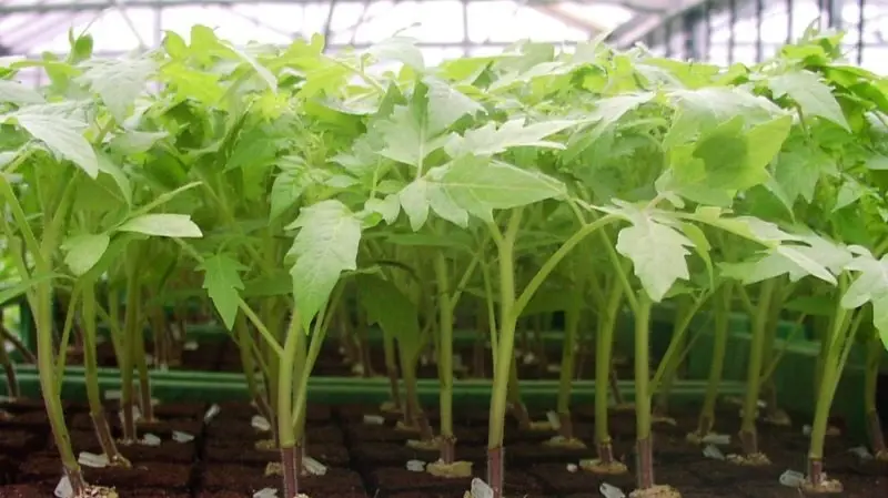 Лунный календарь для огородника и садовода: Календарь посадки на май 2022, что посадить с 15 по 31 мая?