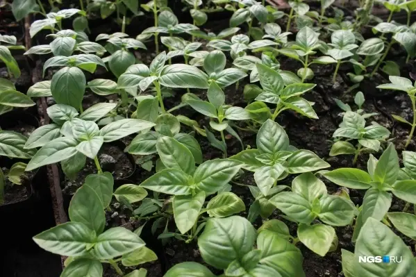 Базилик, петрушка, укроп, сельдерей и шпинат: Секреты посадки и выращивания.