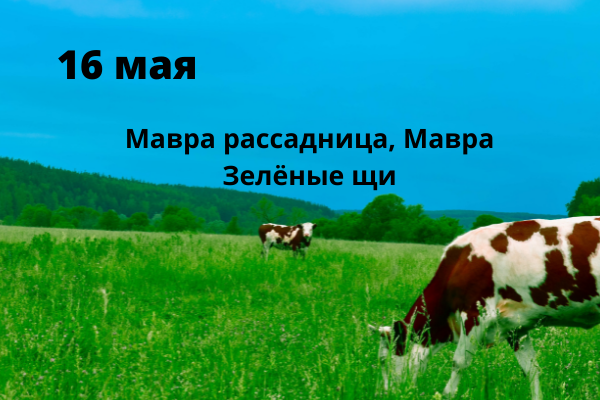 День в календаре. 16 мая Мавра рассадница по народному календарю, Мавра Молочница или Мавра Зелёные щи. День рождения «Мурзилки». Подписан ...