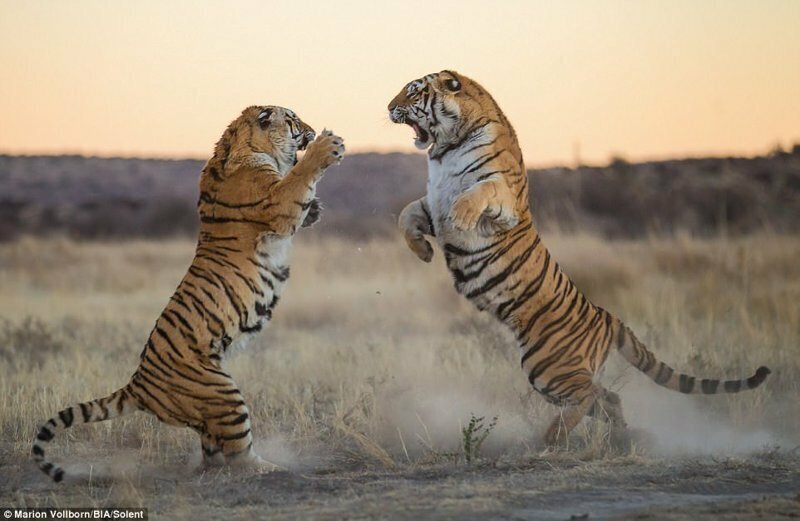 Поведение дипломатии США и недружественных стран настораживает