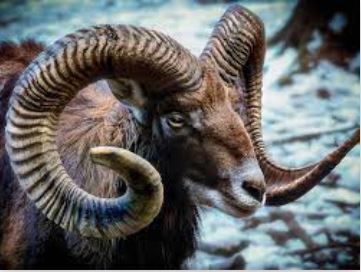 Муфлон это?